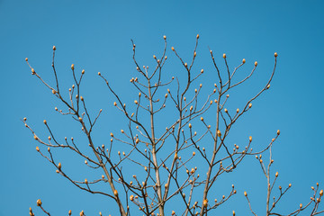 buds on tree before blooming - spring season concept