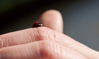 Coccinelle sur une main