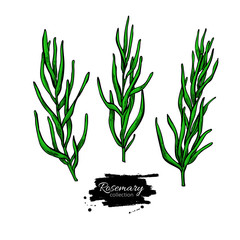 Rosemary vector drawing set. Isolated plant with leaves.