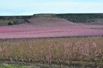 Melocotoneros en flor