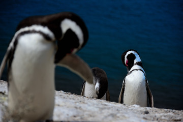 Obraz premium pingüinos