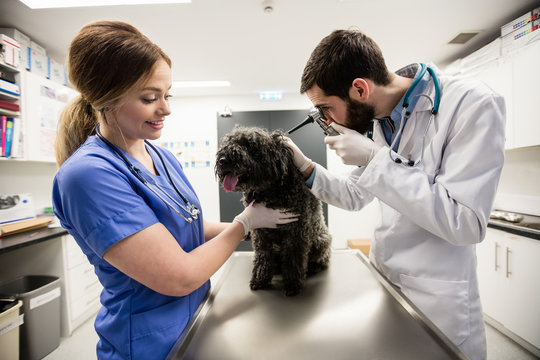 Vets examining dog