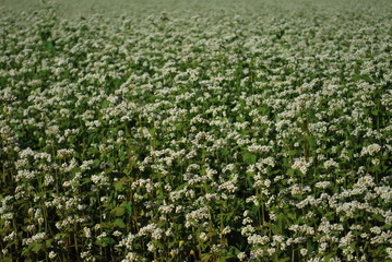 flores