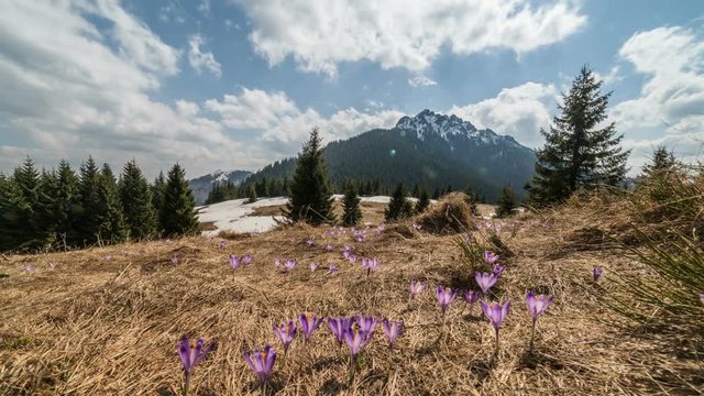 Clouds moving over spring mountains meadow with crocus flowers. Time lapse Dolly shot