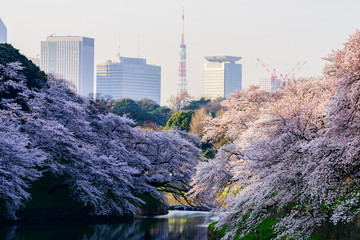 満開の桜　Cherry Blossoms