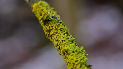 Colorful lichens (Xanthoria parietina) on the branch. A symbol of clean air
