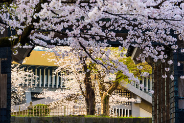 満開の桜　Cherry Blossoms
