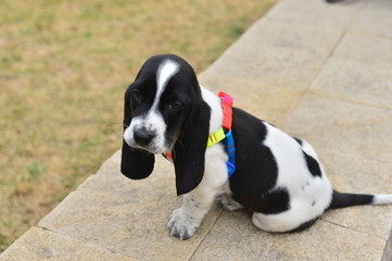 The lovely puppy in the park