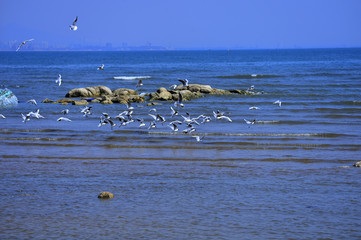 Seagulls fly in free