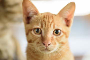 Close up of ginger cat face, cute pets at home