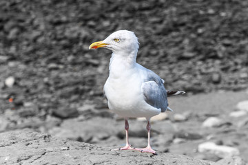 Seagull 