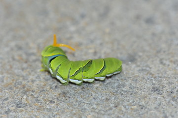 The larva of a butterfly