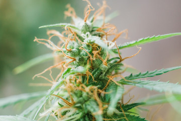 Macro shot trichomes on buds weed cannabis with sugar trichomes. concepts of grow and use of...