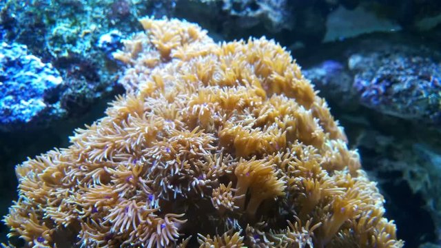 beautiful coral in tank