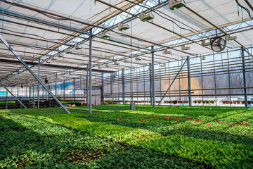 Modern hydroponic greenhouse with climate control system for cultivation of flowers and ornamental plants for gardening