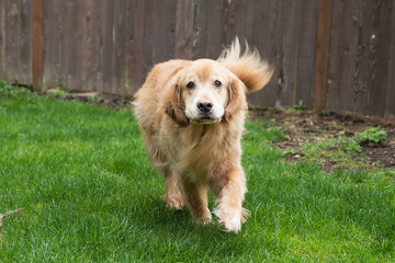Obraz premium Golden Retriever Dog running in grass with his tail wagging