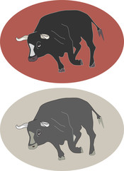 bull in two color