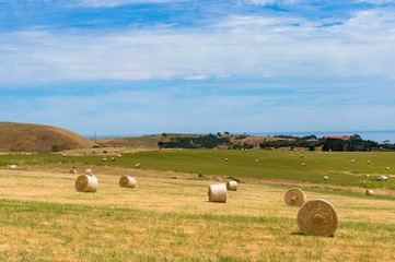 Picturesque field with round straw bales