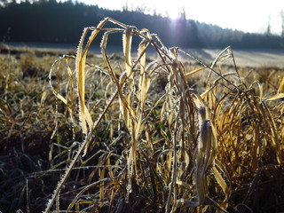 Dry grass and wintry meadow