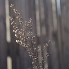 Dry stem of grass. Deadwood. Dry grass. Background with natural texture.