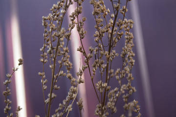 Dry stem of grass. Deadwood. Dry grass. Background with natural texture.