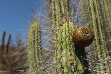 fruto del desierto , copao , rumpa , illave 