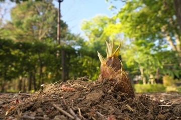 Tokyo,Japan-April 10, 2018: Bamboo shoot or bamboo sprout just appeared above the soil in spring.