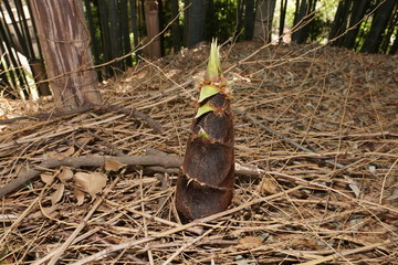 Tokyo,Japan-April 9, 2018: Bamboo shoot or bamboo sprout just appeared above the soil in spring.