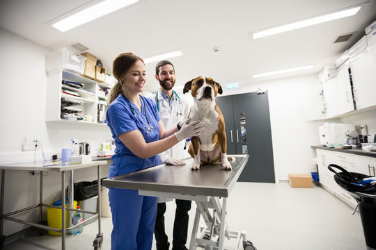 Vets examining dog