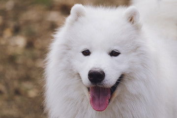 Beautiful dog Samoyed in the park, in the forest