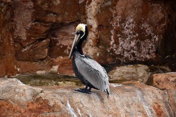 Pelican on rocks in Mexico
