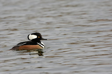 Lophodytes cucullatus