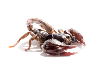 Scorpion on white background, scorpion with big pliers