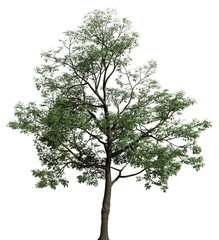 3D Illustration tree isolated on a white background