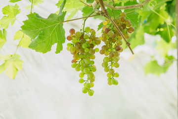 Bunch of ripe grapes (BLACKOPOR) on a vine in agricultural garden.