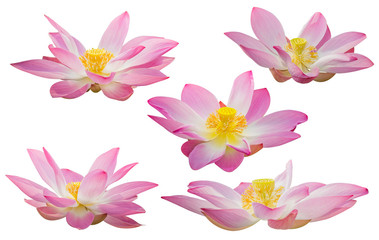 Obraz na płótnie Canvas collection of pink lotus flower blossoms isolated on white background