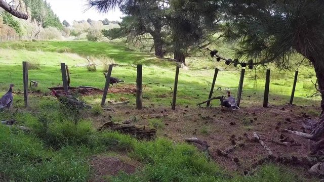 Wild Turkeys Crossing Into Rural Farmlands 