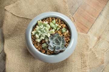  Small succulent plants in a ceramic planter. arrangement of succulents; cactus 