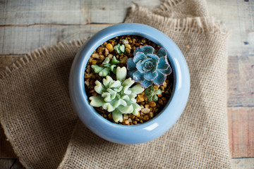  Small succulent plants in a ceramic planter. arrangement of succulents; cactus 