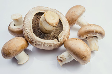 group of fresh brown portabello mushroom on white background.