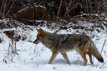 Fototapeta na wymiar Coyote hunting in the snow in Yosemite Valley