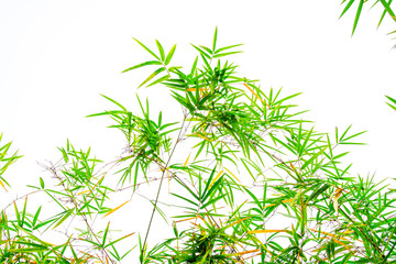 green bamboo leaf isolated on white background