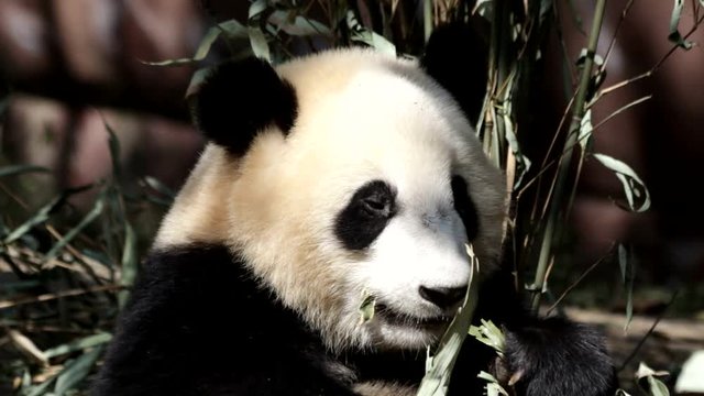 Fluffy Giant Panda eats Bamboo Leaves