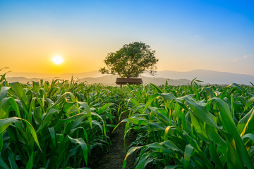 Landscape of young green corn field at Thailand agricultural garden and light shines sunset in the evening