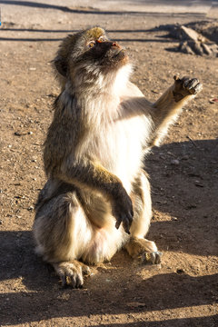 Ifrane Azrou, monkeys in the forest in Morocco.