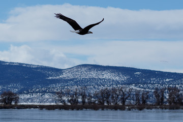 Fototapeta na wymiar Balding eagle in flight