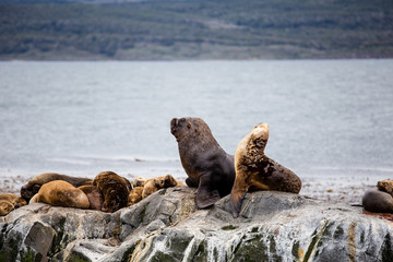 Fototapeta premium Cormorant colony on an island at Ushuaia in the Beagle Channel Beagle Strait, Tierra Del Fuego, Argentina