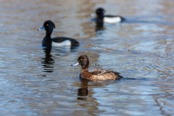 three ducks in blue water