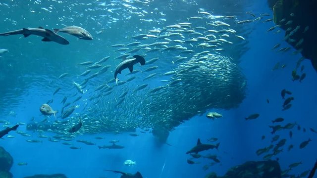 海水魚