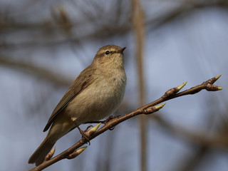 Common chiffchaff (Phylloscopus collybita)